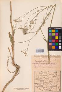 Качим высочайший L., Восточная Европа, Восточный район (E10) (Россия)