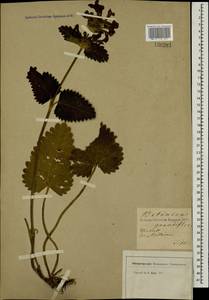 Betonica macrantha K.Koch, Кавказ, Грузия (K4) (Грузия)