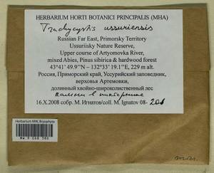 Trachycystis ussuriensis (Regel & Maack) T.J. Kop., Гербарий мохообразных, Мхи - Дальний Восток (без Чукотки и Камчатки) (B20) (Россия)