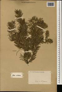 Abies cilicica (Antoine & Kotschy) Carrière, Зарубежная Азия (ASIA) (Неизвестно)