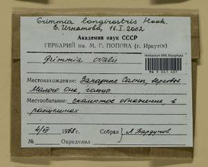 Grimmia longirostris Hook., Гербарий мохообразных, Мхи - Красноярский край, Тыва и Хакасия (B17) (Россия)