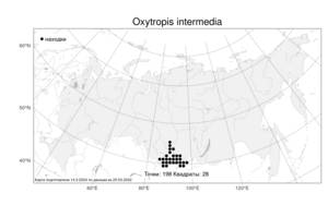 Oxytropis intermedia, Остролодочник средний Bunge, Атлас флоры России (FLORUS) (Россия)