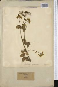 Opopanax chironium (L.) W. D. J. Koch, Западная Европа (EUR) (Италия)