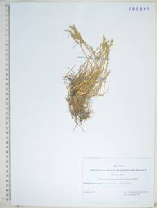 KHA9865, Бескильница ползучая (Trin.) Scribn. & Merr., Сибирь, Дальний Восток (S6) (Россия)