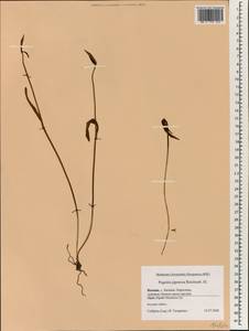Бородатка японская Rchb.f., Зарубежная Азия (ASIA) (Япония)