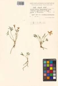Viola multifida Willd. ex Roem. & Schult., Сибирь, Дальний Восток (S6) (Россия)