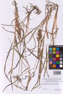 Anthoxanthum repens (Host) Veldkamp, Восточная Европа, Московская область и Москва (E4a) (Россия)