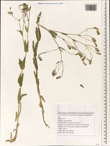 Vaccaria oxyodonta Boiss., Зарубежная Азия (ASIA) (Иран)