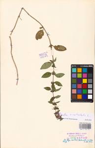 MHA 0 158 447, Mentha × verticillata L., Восточная Европа, Эстония (E2c) (Эстония)