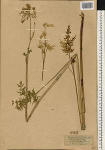 Гирчовница болотная (L.) Hoffm., Восточная Европа, Средневолжский район (E8) (Россия)