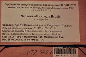 MW 9 111 203, Neckera oligocarpa Bruch, Гербарий мохообразных, Мхи - Карелия, Ленинградская и Мурманская области (B4) (Россия)