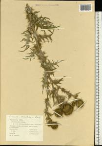 Lophiolepis serrulata (M. Bieb.) Del Guacchio, Bures, Iamonico & P. Caputo, Восточная Европа, Средневолжский район (E8) (Россия)