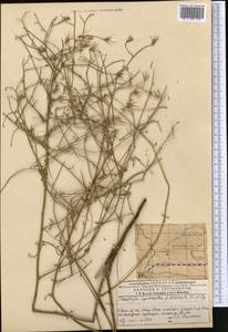 Хондрилла Боссэ Iljin, Средняя Азия и Казахстан, Муюнкумы, Прибалхашье и Бетпак-Дала (M9) (Казахстан)