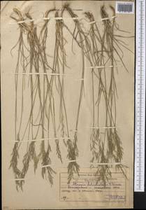 Бескильница длинночешуйная (V.I.Krecz.) Pavlov, Средняя Азия и Казахстан, Муюнкумы, Прибалхашье и Бетпак-Дала (M9) (Казахстан)