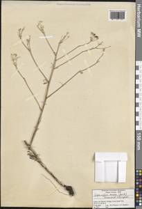 Elaeosticta aurea (Boiss.) Menemen, Зарубежная Азия (ASIA) (Турция)