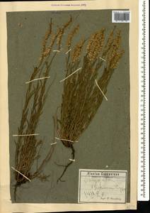 Истод хохлатый Schkuhr, Кавказ, Азербайджан (K6) (Азербайджан)