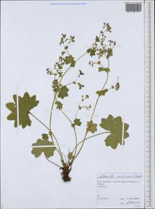 Манжетка Воротникова Czkalov, Восточная Европа, Северный район (E1) (Россия)