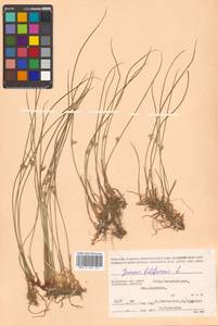Ситник нитевидный L., Сибирь, Чукотка и Камчатка (S7) (Россия)