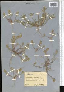 Бурачок туркестанский Regel & Schmalh. ex Regel, Средняя Азия и Казахстан, Копетдаг, Бадхыз, Малый и Большой Балхан (M1) (Туркмения)