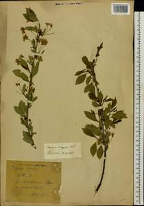 Prunus cerasus subsp. cerasus, Восточная Европа, Восточный район (E10) (Россия)
