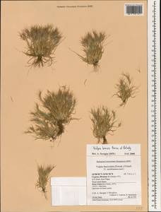Vulpia brevis Boiss. & Kotschy, Зарубежная Азия (ASIA) (Кипр)