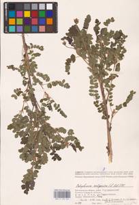 Майкараган волжский (L.f.) Pall. ex Fisch., Восточная Европа, Нижневолжский район (E9) (Россия)