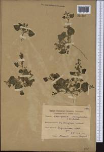Oxybasis chenopodioides (L.) S. Fuentes, Uotila & Borsch, Средняя Азия и Казахстан, Северный и Центральный Казахстан (M10) (Казахстан)