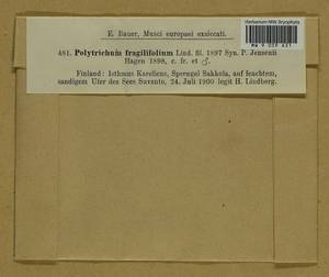 Polytrichum jensenii I. Hagen, Гербарий мохообразных, Мхи - Карелия, Ленинградская и Мурманская области (B4) (Россия)