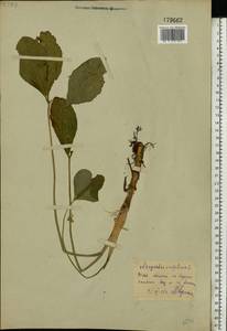 Вахта трехлистная L., Восточная Европа, Белоруссия (E3a) (Белоруссия)