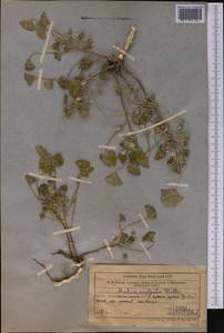 Просвирник незамеченный Wallr., Средняя Азия и Казахстан, Северный и Центральный Тянь-Шань (M4) (Казахстан)