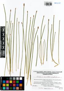 Болотница сосочковая (H.Lindb.) H.Lindb., Сибирь, Прибайкалье и Забайкалье (S4) (Россия)