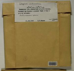 Sphagnum imbricatum Hornsch. ex Russow, Гербарий мохообразных, Мхи - Прибайкалье и Забайкалье (B18) (Россия)