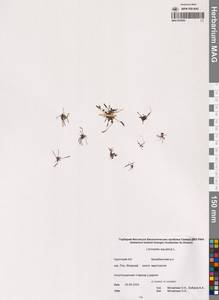 Лужница водяная L., Сибирь, Чукотка и Камчатка (S7) (Россия)