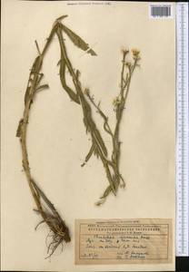 Centaurea glastifolia subsp. intermedia (Boiss.) L. Martins, Средняя Азия и Казахстан, Прикаспийский Устюрт и Северное Приаралье (M8) (Казахстан)