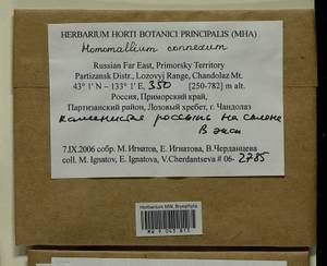 Homomallium connexum (Cardot) Broth., Гербарий мохообразных, Мхи - Дальний Восток (без Чукотки и Камчатки) (B20) (Россия)