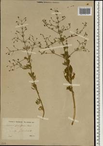 Teucrium parviflorum Schreb., Зарубежная Азия (ASIA) (Турция)