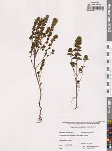 Euphrasia × vernalis List, Сибирь, Чукотка и Камчатка (S7) (Россия)