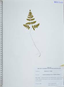 Голокучник иезский (Koidz.) Koidz., Сибирь, Дальний Восток (S6) (Россия)