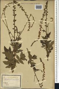 Репешок обыкновенный L., Кавказ, Грузия (K4) (Грузия)