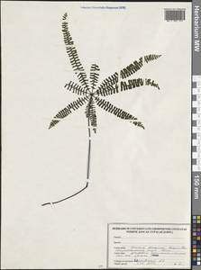 Polypodiopsida, Америка (AMER) (Парагвай)