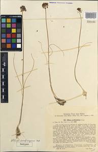 Allium confragosum Vved., Средняя Азия и Казахстан, Западный Тянь-Шань и Каратау (M3) (Таджикистан)