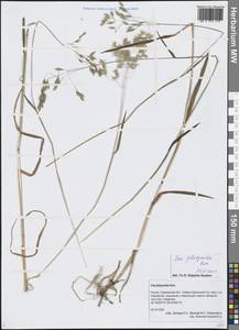 Мятлик плоскоцветковый Kom., Сибирь, Дальний Восток (S6) (Россия)