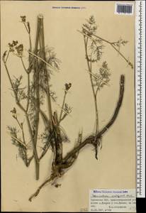 Anethum foeniculum L., Кавказ, Грузия (K4) (Грузия)
