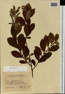 Ива пепельно-серая L., Восточная Европа, Белоруссия (E3a) (Белоруссия)