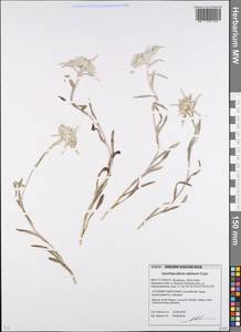 Leontopodium nivale subsp. alpinum (Cass.) Greuter, Восточная Европа, Белоруссия (E3a) (Белоруссия)