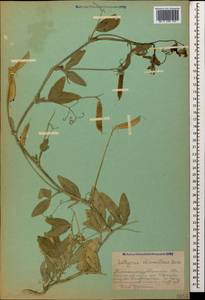 Lathyrus chloranthus Boiss., Кавказ, Азербайджан (K6) (Азербайджан)
