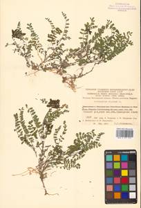 Астрагал альпийский L., Сибирь, Чукотка и Камчатка (S7) (Россия)