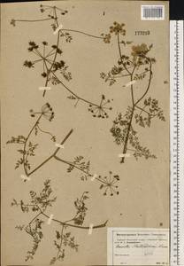 Омежник водный, Омежник водяной (L.) Poir., Восточная Европа, Московская область и Москва (E4a) (Россия)