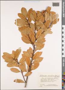 Notholithocarpus densiflorus (Hook. & Arn.) Manos, Cannon & S.H.Oh, Америка (AMER) (США)