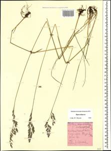 Овсяница разнолистная Lam., Кавказ, Ставропольский край, Карачаево-Черкесия, Кабардино-Балкария (K1b) (Россия)